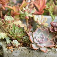 恋心,オリビア,メラコ,多肉植物,植中毒の画像