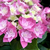 アジサイ,アジサイ フェザー,紫陽花 フェザー,紫陽花が好き♡,紫陽花大好きの画像
