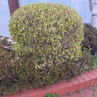 スノーフレーク,スノーフレーク,ドウダンツツジ,ドウダンツツジ,ドウダンツツジの画像