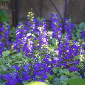 アジュガ,アジュガ シルバー,グランドカバーの画像