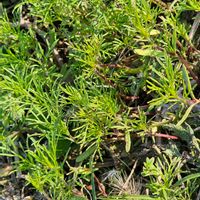 コスモスの画像