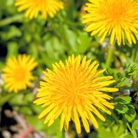 タンポポ,たんぽぽ,お花,黄色の花,タンポポ♡の画像