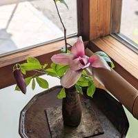 アザミ,モクレン,藤の盆栽♡,今日のお花,藤の盆栽の画像