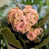 カランコエ,カランコエ クイーンローズ,植物のある暮らし,botanical life,カランコエ モアフラワーズ パリの画像