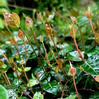 ハツユキカズラ,毎月16日は色の日,小さな庭の画像