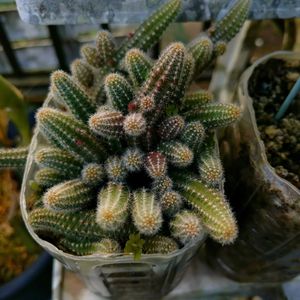 サボテン,メダカ,小さな庭,玄関,玄関内側の画像