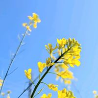 菜の花,ナノハナ,お花,そら,黄色の花の画像
