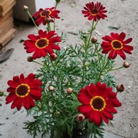 アオキ,ユスラウメ,ムルチコーレ,桑の実,マックスマムの画像