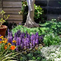 シラン,センリョウ,オリヅルラン,斑入りヤブラン,モッコクの画像