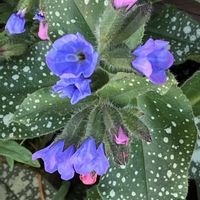 ジャーマンアイリス,プルモナリア,プルモナリア,ブルーベル,ラングワードの画像