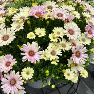 コロニラ バレンティナ バリエガーター,寄せ植え,鉢植え,ウッドデッキ,花のある暮らしの画像