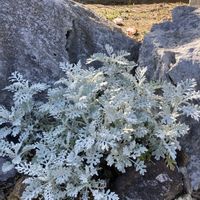 シロタエギク,家で育ててる花達,庭の画像