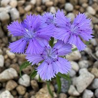 オオバキスミレ,クロユリ,シコクカッコソウ,シナノナデシコの画像