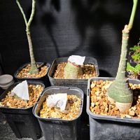 アデニア・グラウカ,塊根植物,実生,種子から育てる,南アフリカ原産の画像