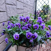 ドウダンツツジ,ロウバイ,ビオラ,バロータ,お散歩ちゃんの画像