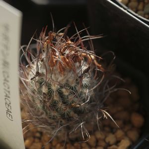 ハオルチア,多肉植物,観葉植物,塊根植物,サボテン科の画像