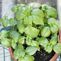 バジルの画像