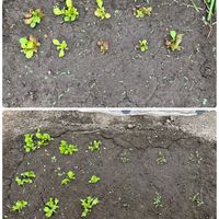 キュウリ,パクチー,ミックスレタス,チマサンチュ,早生玉ねぎの画像