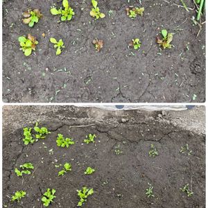 キュウリ,パクチー,ミックスレタス,チマサンチュ,早生玉ねぎの画像