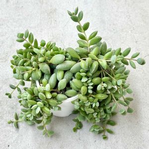 コチレドン タコのタマゴ,神奈川タニラー,多肉男子,バルコニー/ベランダの画像