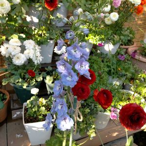 イチゴ,タイム,バラ,クリーピングタイム,デルフィニウムの画像