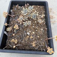 多肉植物,葉挿し,放置苗の画像