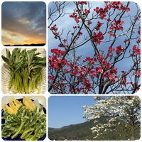 コシアブラ,コシアブラ,ハナミズキ,三輪山の画像