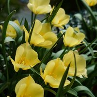 ガザニア,クンシラン,チューリップ,ペチュニア,宿根バーベナの画像