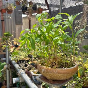 チゴユリ,鉢植え,小品盆栽,山野草,野草の画像