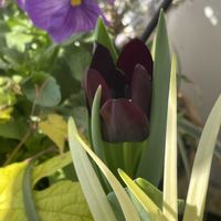 チューリップ,ヤブラン,ヤブラン ピュアブロンド,ノブドウ オーレア,チューリップ  クィーンオブナイトの画像