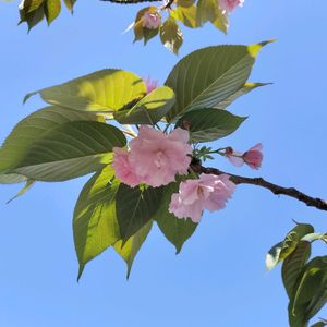 エノキ,エノキ,一葉桜,散歩,八重桜  一葉の画像