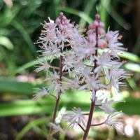 アジュガ,アジュガ,エレモフィラ,エレモフィラ,チューリップ アイスクリームの画像