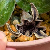 カンアオイ,山野草の画像