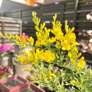 うちの花ちゃん♡,うっとり〜♡,いい香り〜♪,今日のお庭で♪,車庫の画像