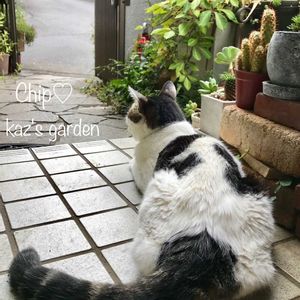 ヘンリーヅタ,雑貨,ガーデニング,ガーデン,マイガーデンの画像