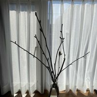 ダリア,モクレン,アスパラ,ギボウシ（ホスタ）,行者ニンニクの画像