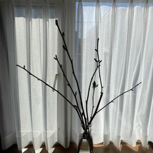 ダリア,モクレン,アスパラ,ギボウシ（ホスタ）,行者ニンニクの画像