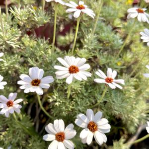 うちの花ちゃん♡,今日のお庭で♪,車庫の画像