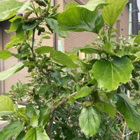 クワ,マルベリー　ポップベリーの画像