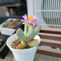 風幻,Dracophilus proximus,多肉植物,メセン,実生の画像