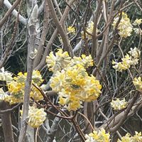 ミツマタの画像