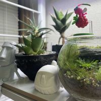 多肉植物,珍奇植物,多肉女子,くじらの日,モアイの日の画像