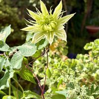 アジュガ,チェリーセージ,ツワブキ,グレープフルーツ,クレマチス・華川の画像