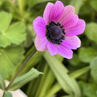 イカリソウ,鉢植え,地植え,ネコ好き,白い花の画像