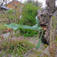 ビカクシダの画像