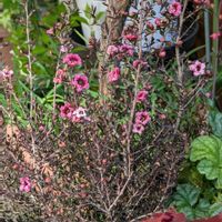 ツワブキ,ティアレラ,ヒューケラ ドルチェ,ヒューケラーの花,ギョリュウバイ　ピンク八重の画像