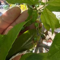 スモモ,黒星てんとう虫の画像