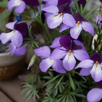 鳥足すみれ,鉢植え,小さな花,花のある暮らし,花のある生活の画像