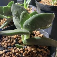 神刀,多肉植物の画像