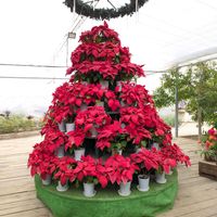 ポインセチア,今日の一枚,おうち園芸,お出かけ先の画像